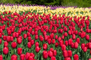 tulip_flowers_natural